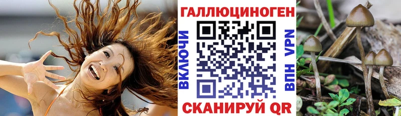 Галлюциногенные грибы Psilocybe mega зеркало Тайга где купить наркотик